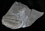 Elrathia Trilobite Fossil - Utah #6748-2